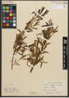 Foto von Salix nigra Marshall